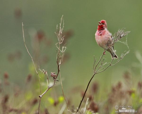 Common Rosefinch (Carpodacus erythrinus)