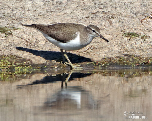 Common Sandpiper (Actitis hypoleucos)