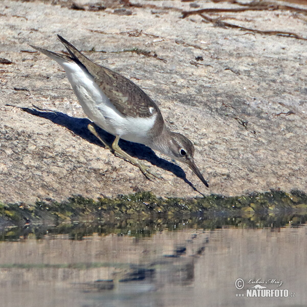 Common Sandpiper (Actitis hypoleucos)