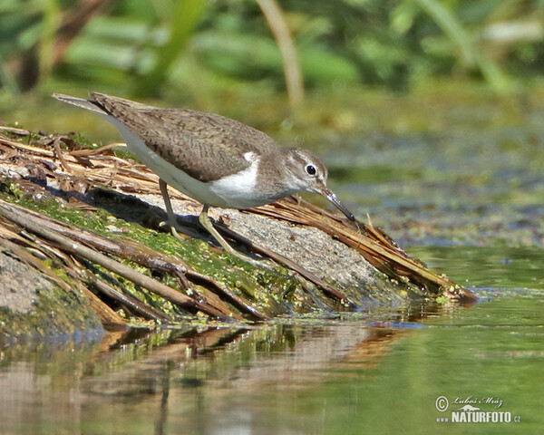 Common Sandpiper (Actitis hypoleucos)