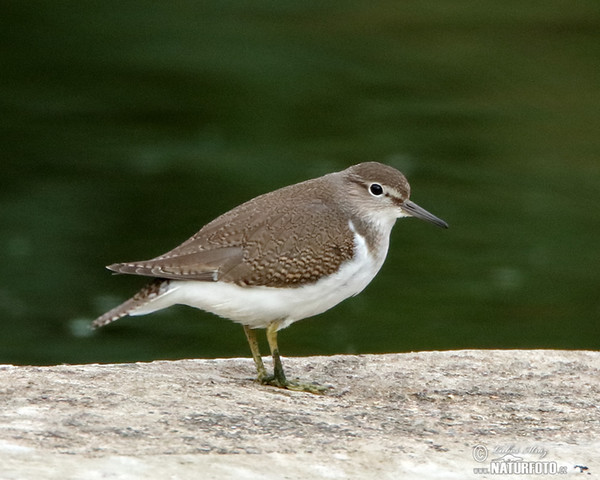 Common Sandpiper (Actitis hypoleucos)