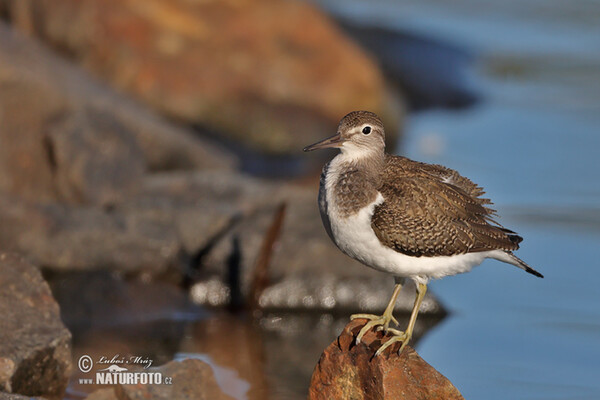 Common Sandpiper (Actitis hypoleucos)