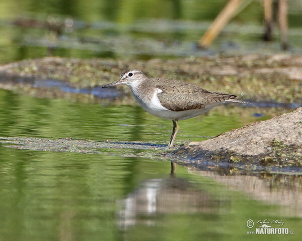 Common Sandpiper (Actitis hypoleucos)