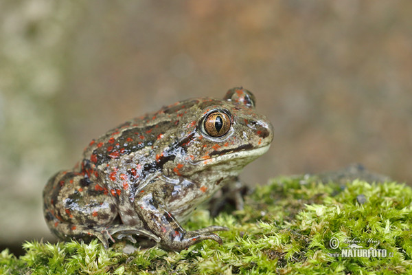 Common Spadefoot (Pelobates fuscus)