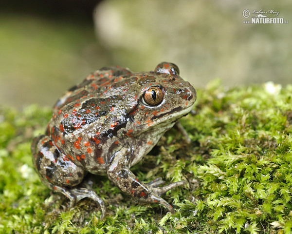 Common Spadefoot (Pelobates fuscus)