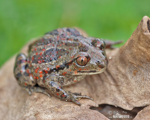 Common Spadefoot (Pelobates fuscus)