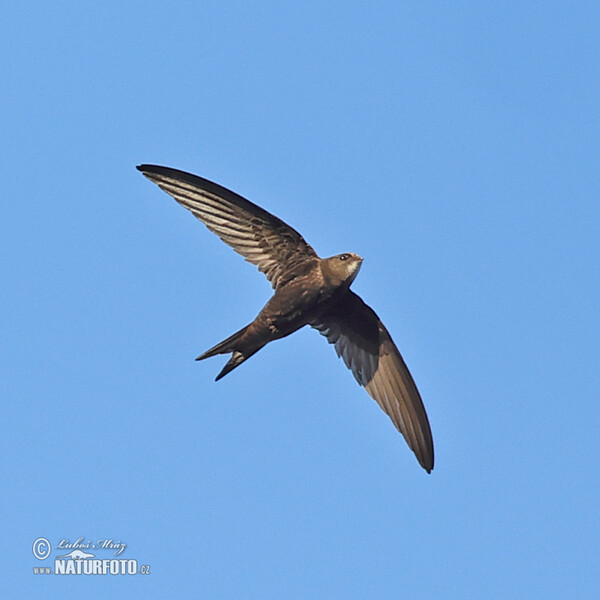 Common Swift (Apus apus)