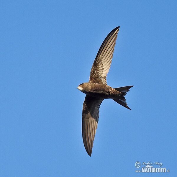 Common Swift (Apus apus)