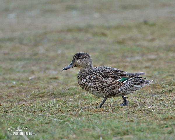 Common Teal (Anas crecca)