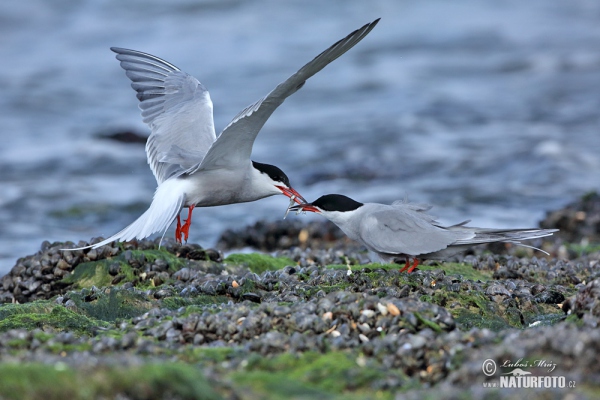 Common Tern (Sterna hirundo)