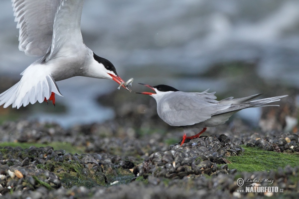 Common Tern (Sterna hirundo)