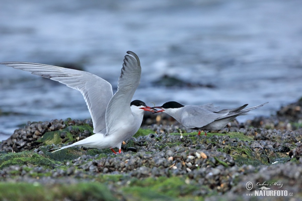 Common Tern (Sterna hirundo)