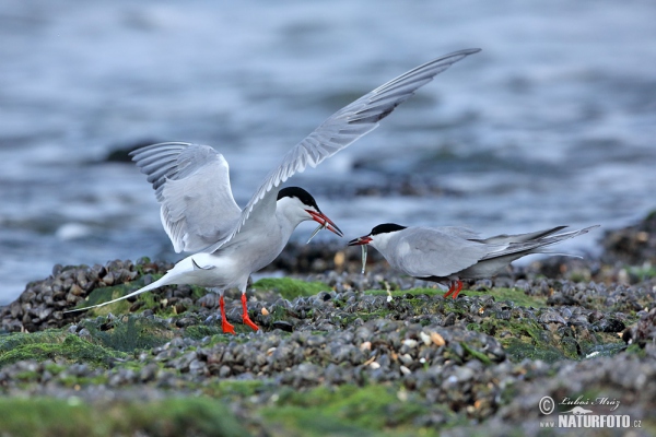 Common Tern (Sterna hirundo)