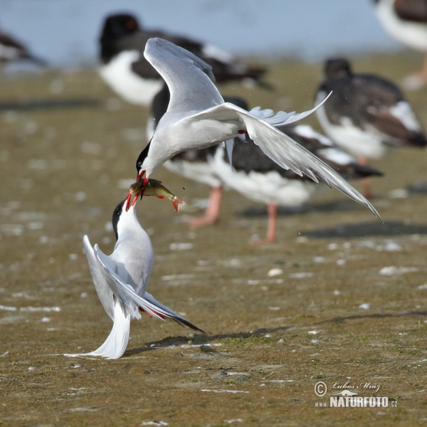 Common Tern (Sterna hirundo)