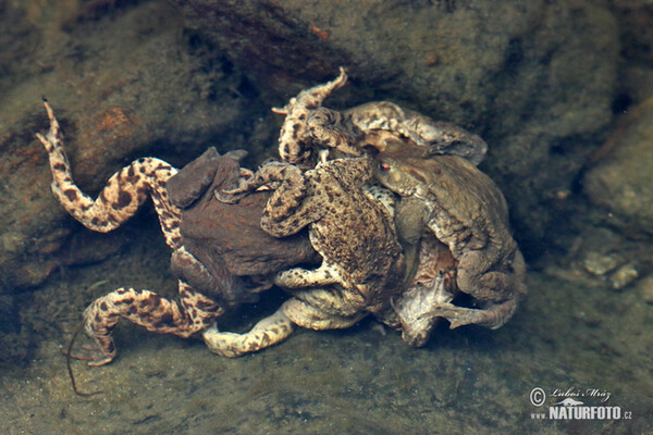 Common Toad (Bufo bufo)