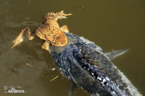 Common Toad (Bufo bufo)