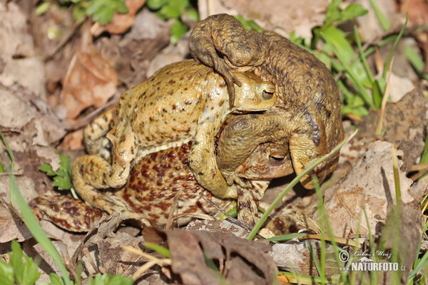 Common Toad (Bufo bufo)