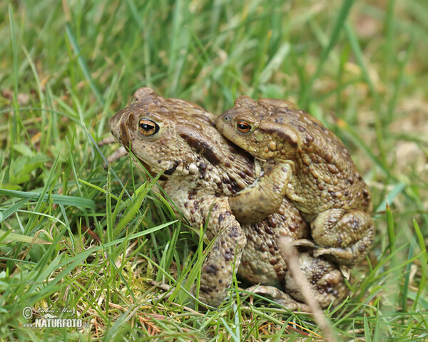 Common Toad (Bufo bufo)