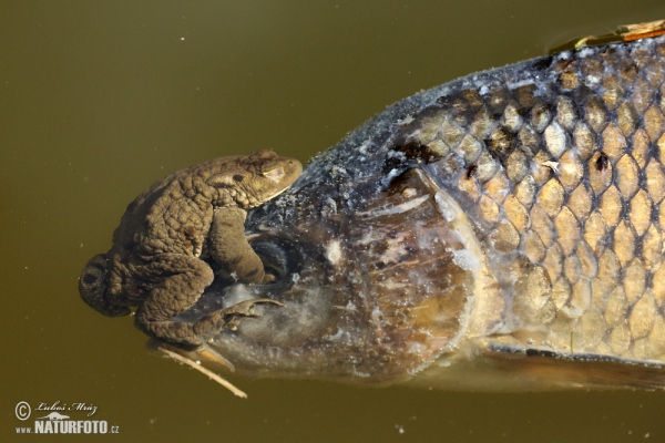 Common Toad (Bufo bufo)