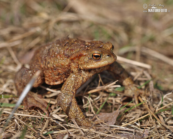 Common Toad (Bufo bufo)