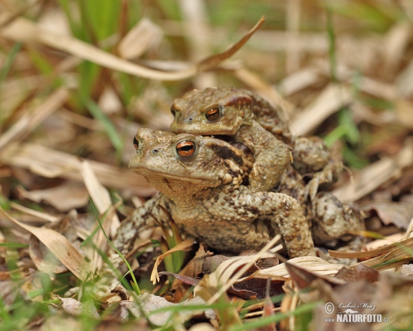 Common Toad (Bufo bufo)