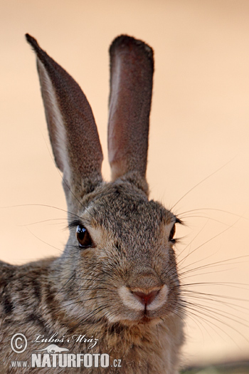 Conejo del desierto