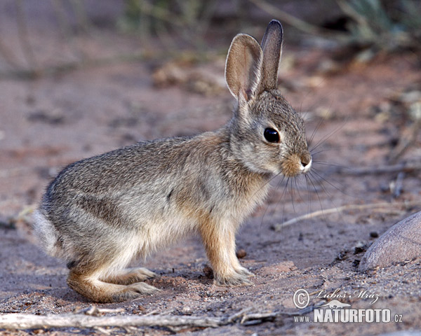 Conejo del desierto