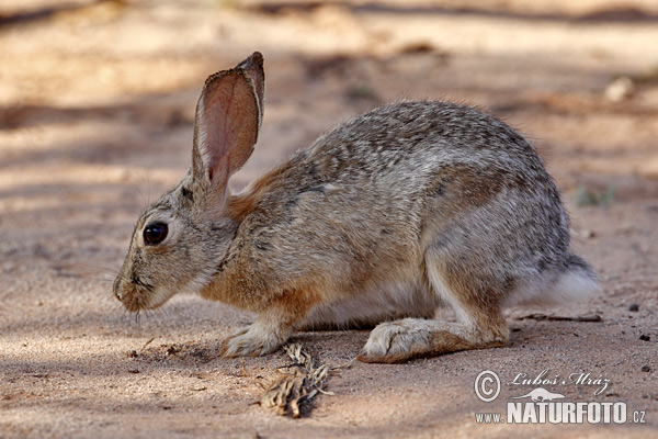 Conejo del desierto