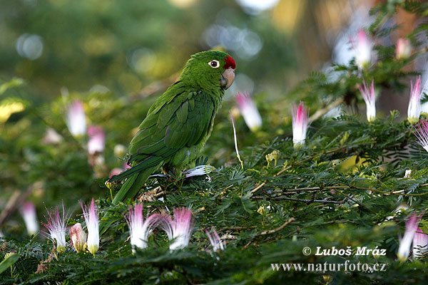 Conure de Finsch