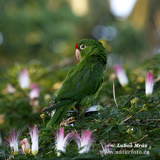 Conure de Finsch