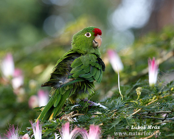 Conure de Finsch