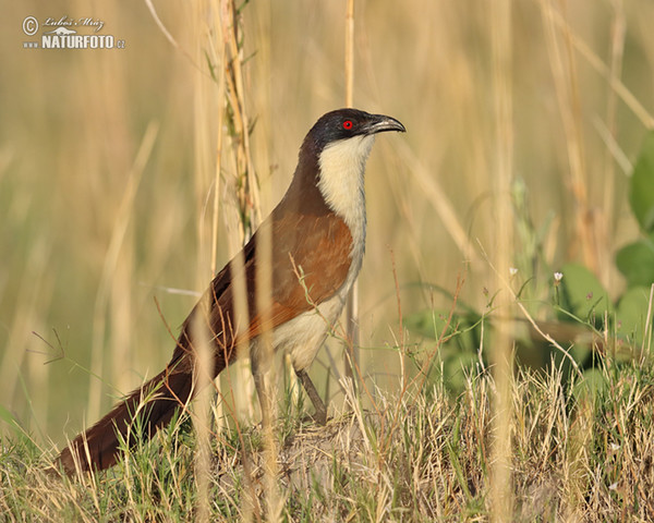 Coppery-tailed Coucal (Centropus cupreicaudus)