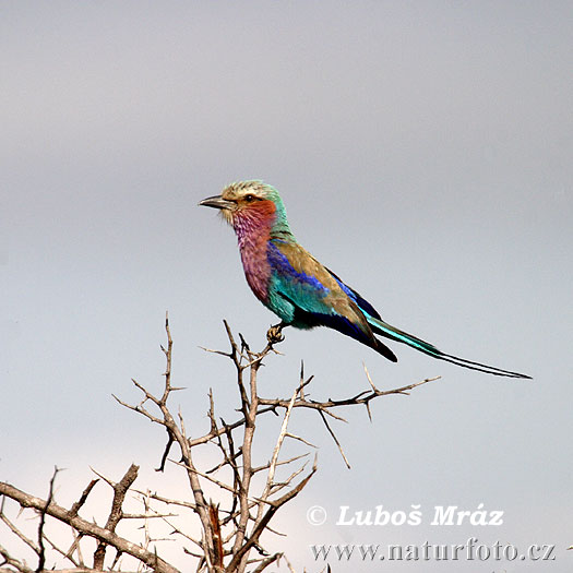 Coracias caudata