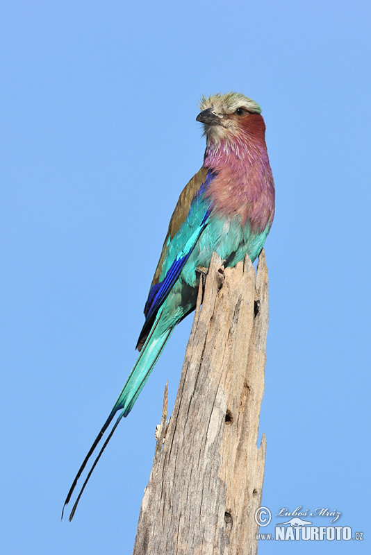 Coracias caudata