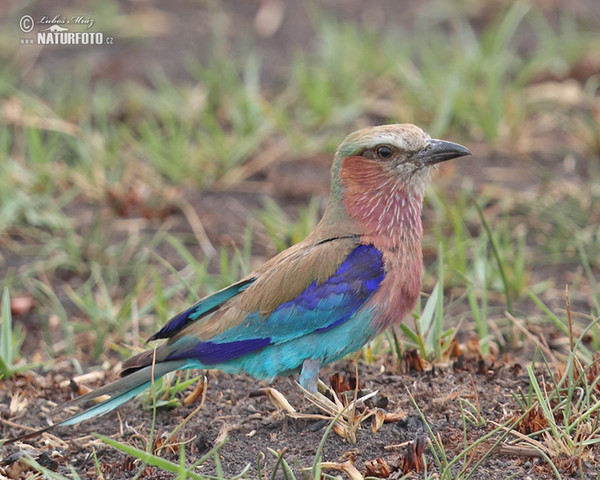 Coracias caudata