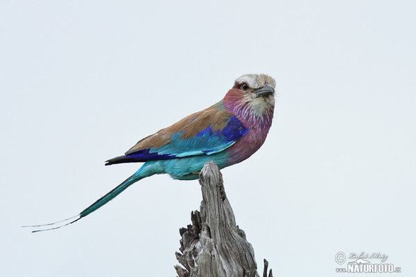 Coracias caudata