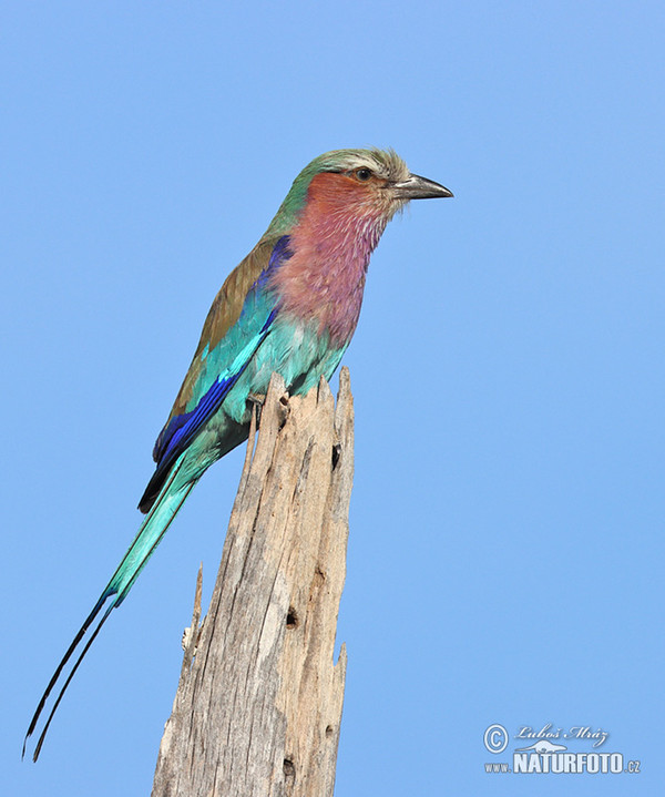 Coracias caudata