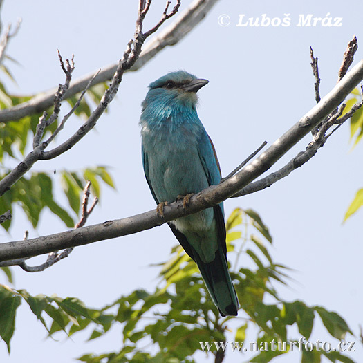 Coracias garrulus