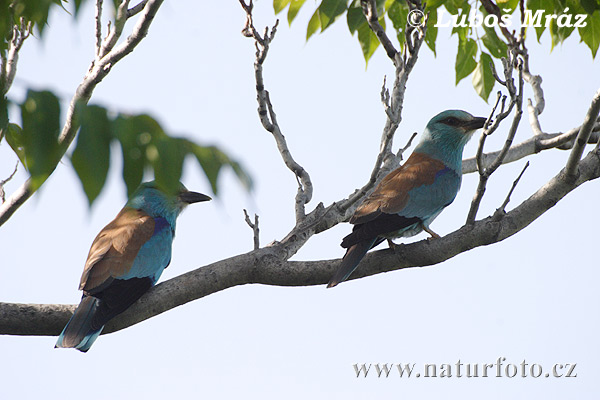 Coracias garrulus