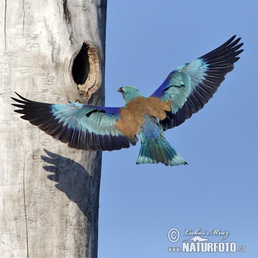 Coracias garrulus