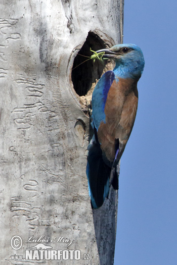 Coracias garrulus