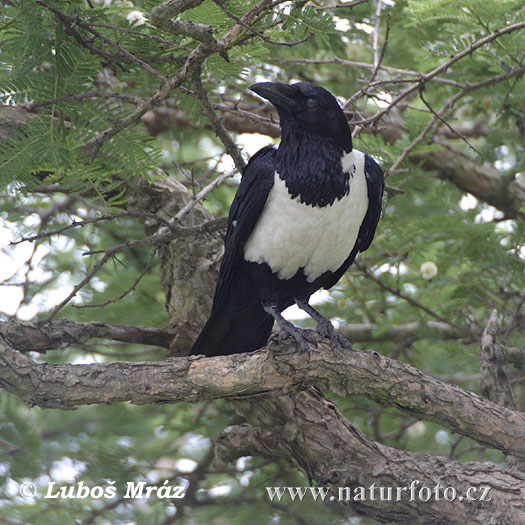 Corb blanc i negre