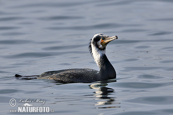 Cormorán grande