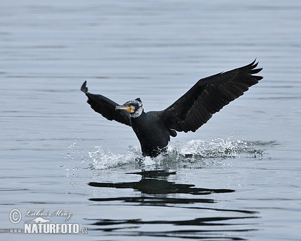 Cormorán grande