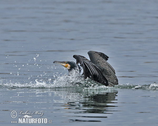 Cormorán grande