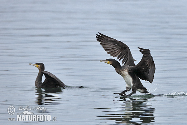 Cormorán grande