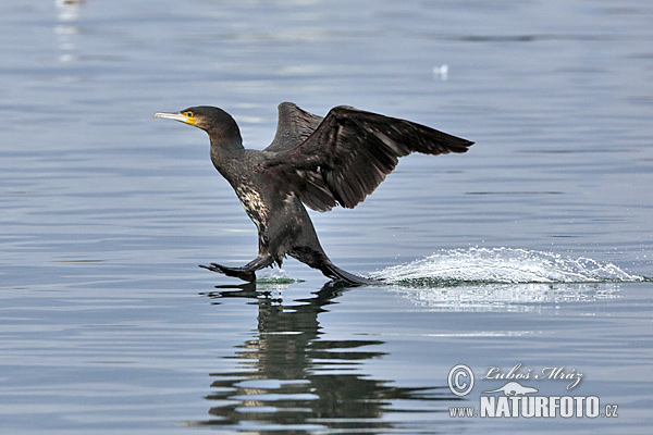 Cormorán grande