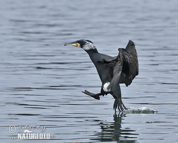 Cormorán grande