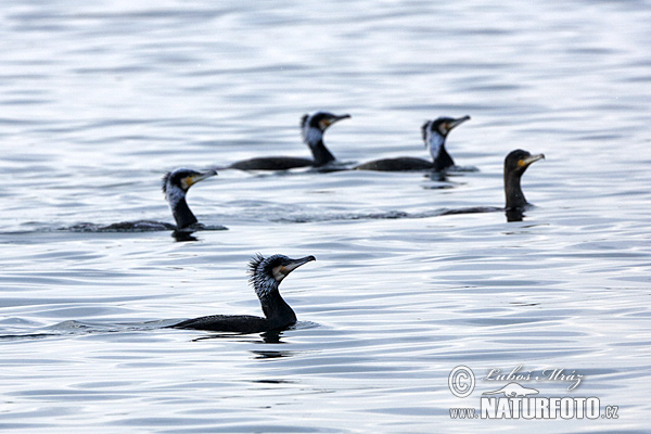 Cormorán grande