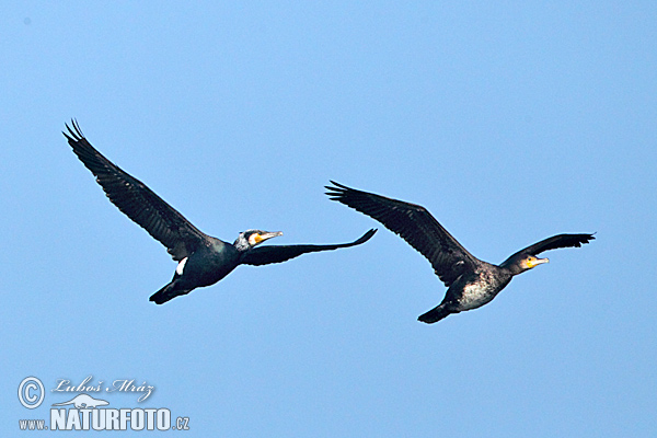 Cormorán grande